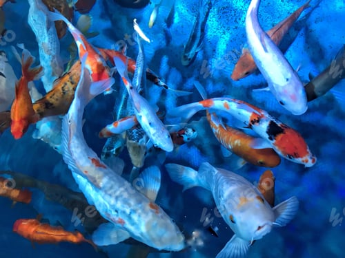 Preview: Bright And colorful background Made by blue water And koi fishes