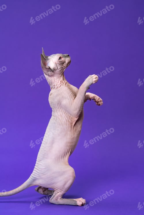 Preview: Cute Canadian Sphynx kitten of color blue mink and white standing on rear paws on purple background