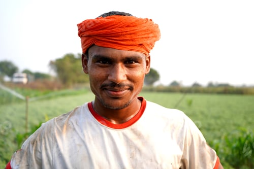 Preview: Indian farmer working in green chickpea garden