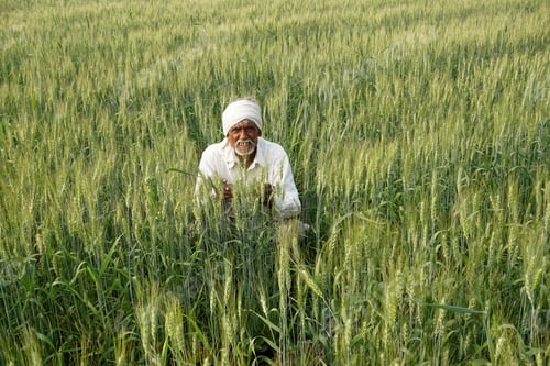 Preview: Indian farmer in the wheat field