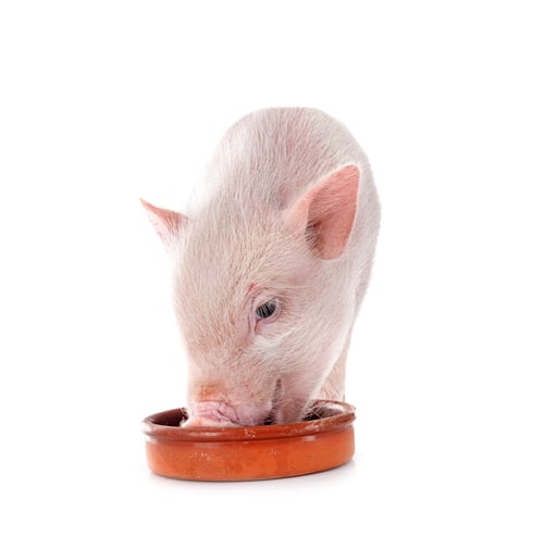 Preview: miniature pig in studio