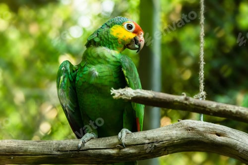 Preview: Red-lored amazon sitting on the branch in the cage