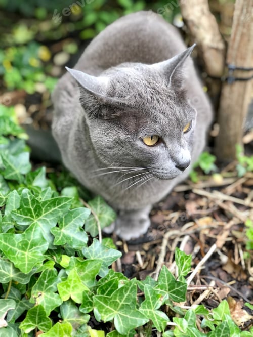 Preview: Grey cat in garden.