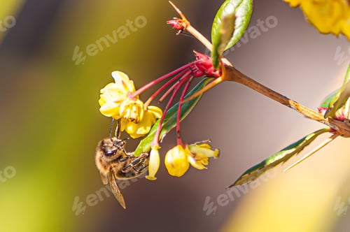 Preview: Macro picture of a bee taking nectar from a yellow flower against a blurry background