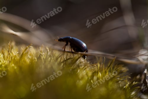 Preview: Small alder leaf beetle on the green moss