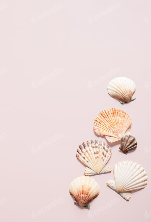 Preview: Seashells natural pattern. Summery tourism concept.