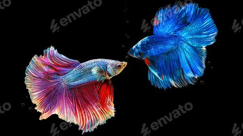 Preview: Moving beautiful of multicolor siamese betta fish or half moon betta splendens fighting fish