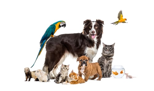 Preview: Group of pets posing around a border collie; dog, cat, ferret, r
