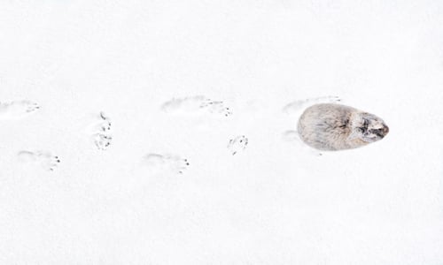 Preview: Rabbit tracks in the fresh snow. Traces of a hare in the snow. Animal paw prints in winter wildlife.