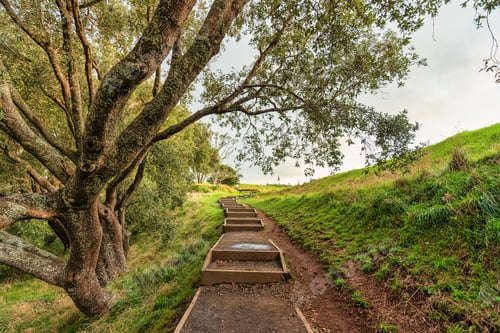 Preview: Old growth forest and pathway staircase with steps leading up to mountain