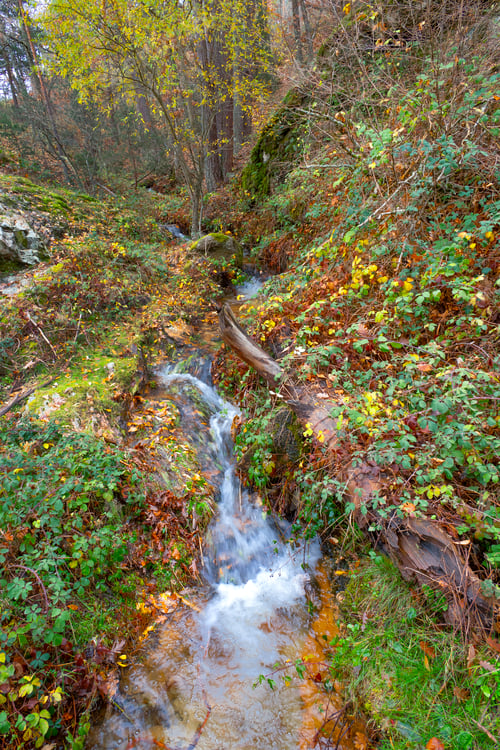 Preview: Stream Pine Forest, Sierra de Guadarrama National Park
