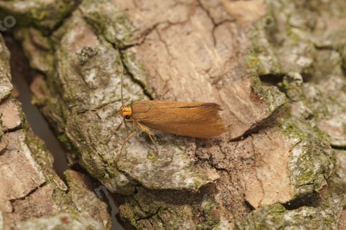 Preview: Macro shot of a Crassa unitella micro small moth on a branch