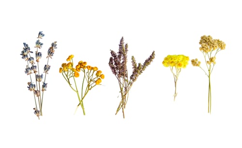 Preview: Medicinal herbal extract in a bottle. Selective focus.