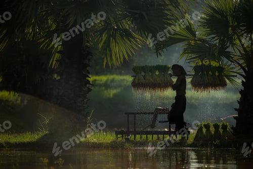 Preview: Farmers and their lifestyle of rice farming based on the seasons