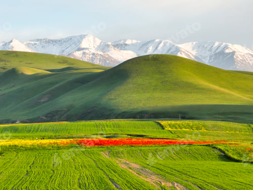 Preview: Poppies and Green Hills with Snow-Capped Range