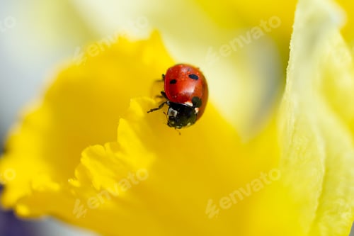 Preview: Macro photography of the ladybug on yellow flower.