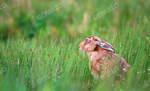 Preview: European Hare Among High Horsetail Plants in Scotland