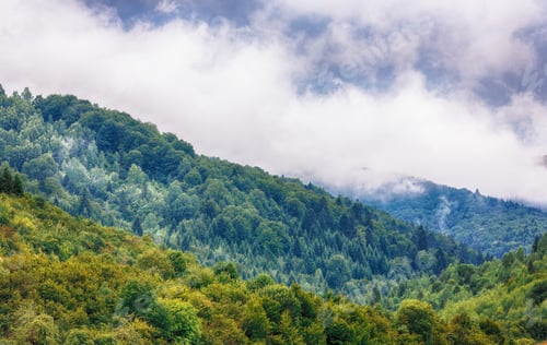 Preview: Fog clouds at the pine tree mystical woods, morning