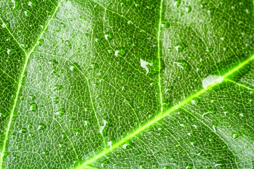 Preview: green leaf