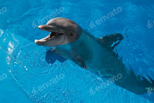 Preview: Cute dolphin swimming in blue pool water