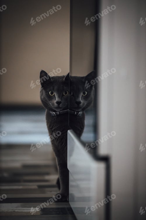Preview: Vertical shot of a cute black cat standing at the corner