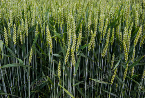 Preview: Close-up of green ears of winter wheat in a field