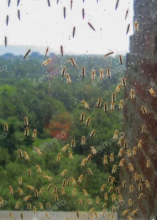 Preview: Lots of mosquitoes on an structure’s window during summertime