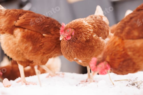 Preview: chicken eats feed and grain at an eco-poultry farm in winter, free-range chicken farm