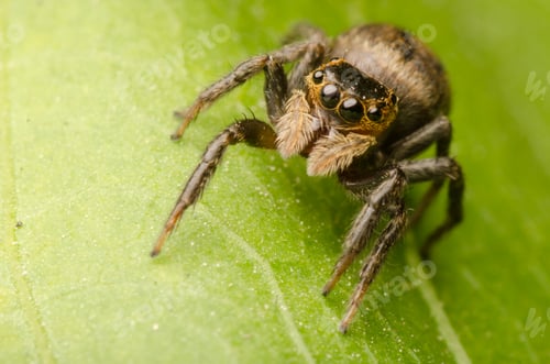 Preview: Jumping Spider Portrait on a Green Leaf