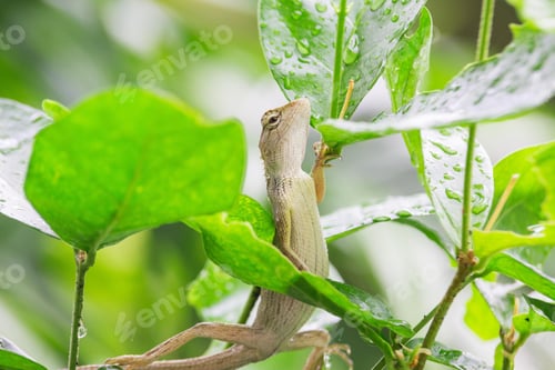 Preview: chameleon, reptile, pet, coloured, colours