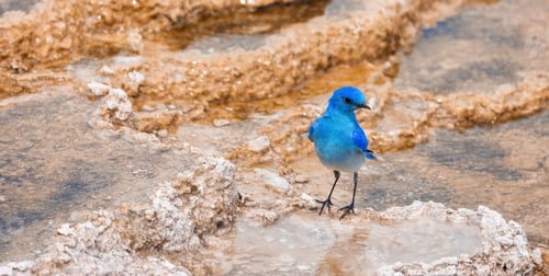Preview: Small Colorful Bird at Hot Spring Landscape with unique ground formation.