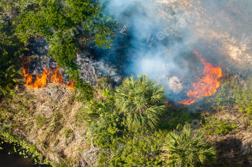 Preview: Dry season vegetation fire ignites Florida forest