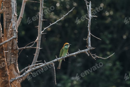 Vorschau: Tropischer Vogel während einer Safari-Pirschfahrt im Udawalawa-Nationalpark