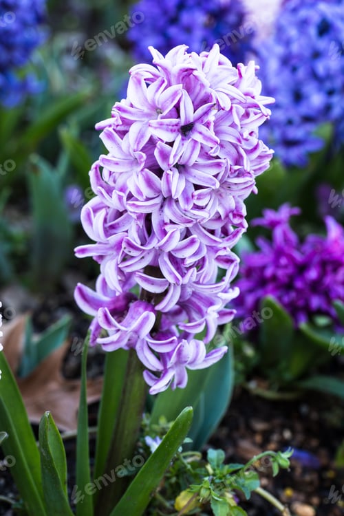 Preview: Pink And White Hyacinth Flower Growing In Beautiful Spring Garden Bed