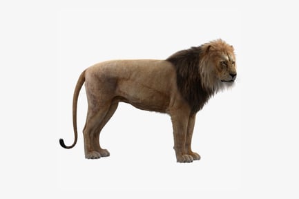 Preview: African Lion Rigged - Regal Predator