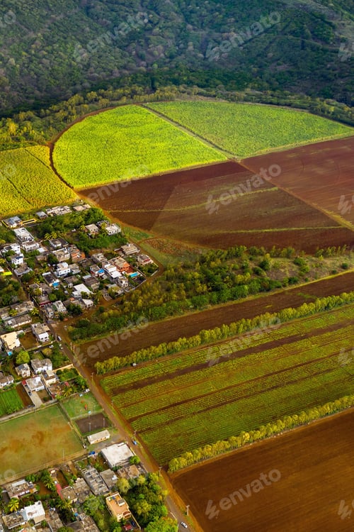 Preview: View from the height of the sown fields located on the island of Mauritius