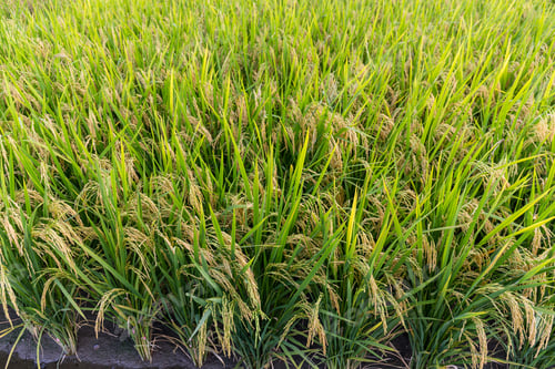 Preview: Rice meadow