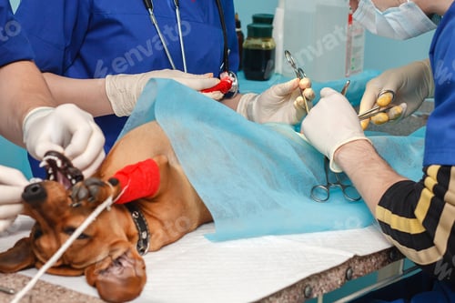 Preview: surgeons vets. the operation of circumcision. veterinary clinic