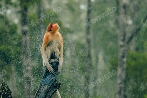 Preview: A proboscis monkey enjoying rain in the lush forests of Borneo during a tranquil moment of nature
