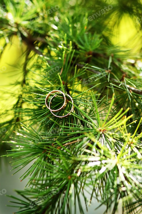 Preview: Wedding bands on fur tree