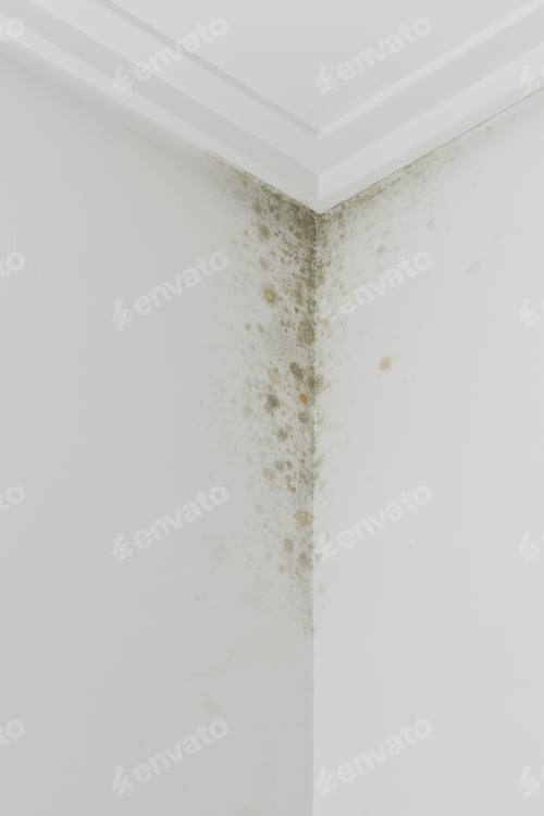 Preview: Fungus growing on a house wall indicating moisture damage and unhealthy indoor environment