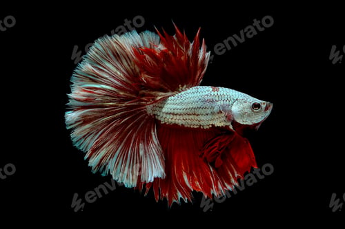 Preview: Colorful with main color of metallic white and red betta fish, Siamese fighting fish