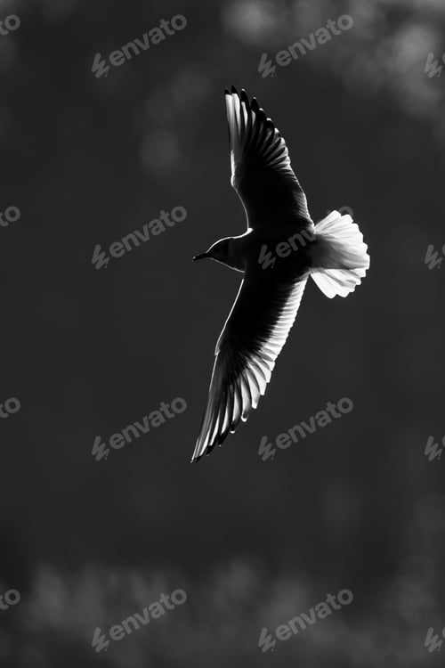 Preview: Flying seagull with outstretched wings lit by the sun from behind