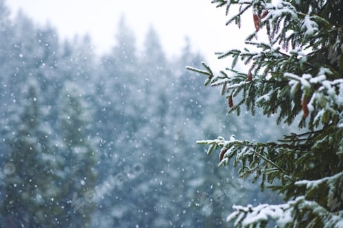 Preview: Christmas Winter Background With Fir Tree Branches and Blurred Forest Background