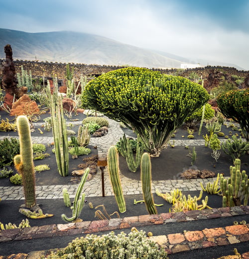 Aperçu: cactus garden