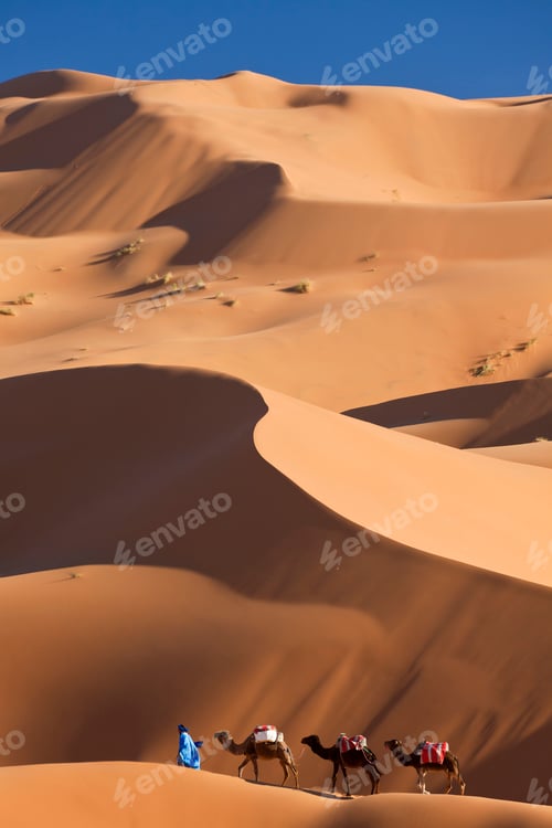 Preview: Tuareg man leading camel train through the Sahara desert.