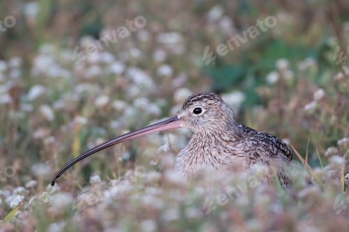 Preview: Long-billed curlew (Numenius americanus), San Francisco, California, United States, North America