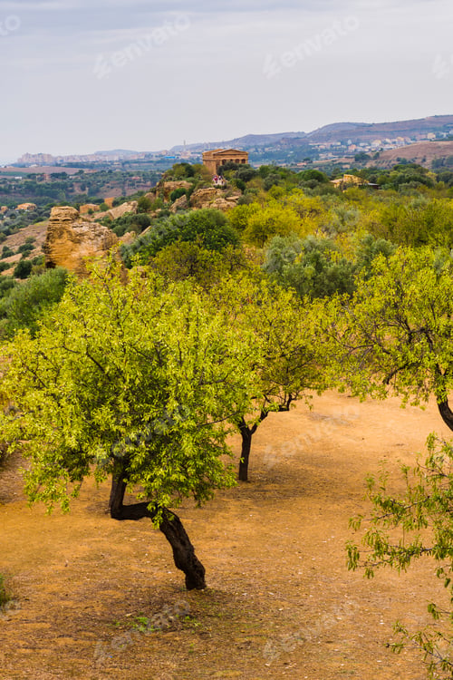 Preview: Olive trees and The Temple of Concordia, Valley of the Temples (Valle dei Templi), Agrigento, Sicily