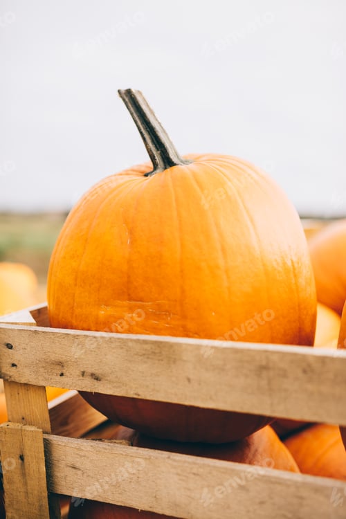 Preview: Harvested pumpkins in wooden crate on farm market.