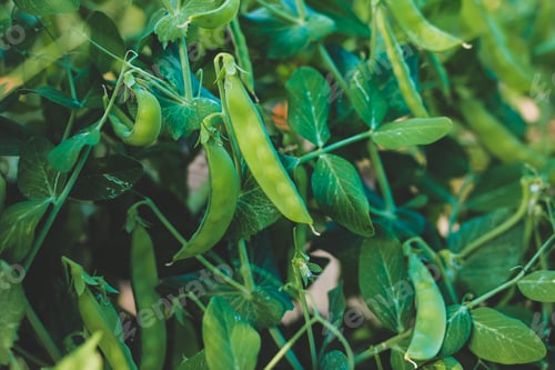 Preview: Young pea pods on green pea plant growing in garden. Harvest, crop. Healthy food vegetable